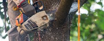 Best Tree Health Inspection  in Rockwall, TX