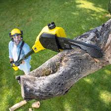 How Our Tree Care Process Works  in  Rockwall, TX