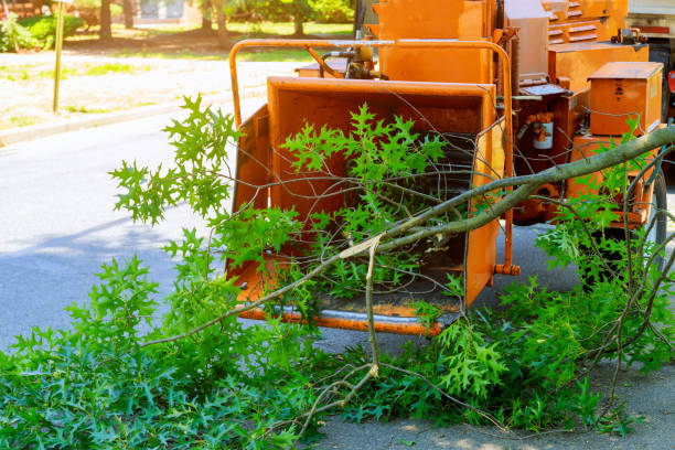 Reliable Rockwall, TX Tree Services Solutions