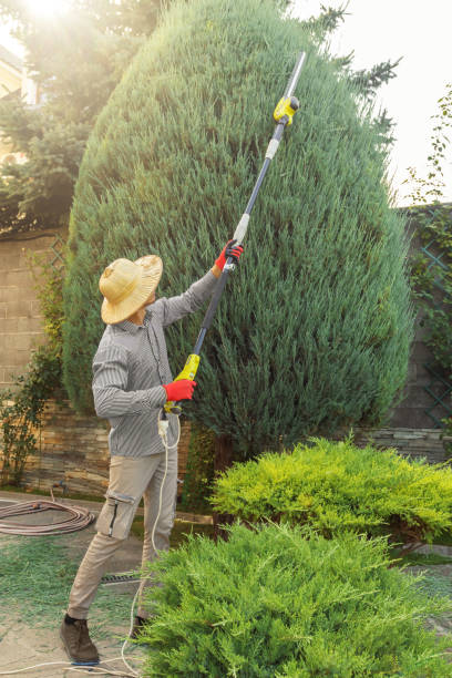 Best Lawn Renovation and Restoration  in Rockwall, TX