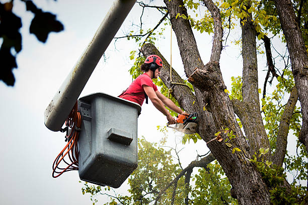 Best Tree Trimming and Pruning  in Rockwall, TX